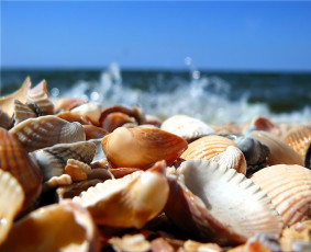 Картинка разное ракушки +кораллы +декоративные+и+spa-камни море