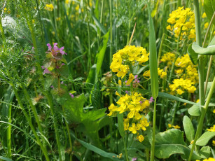 Картинка цветы луговые+ полевые +цветы луг