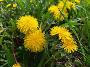 Картинка цветы одуванчики