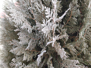 Картинка природа листья иней