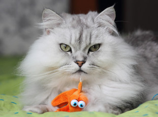 Картинка животные коты взгляд