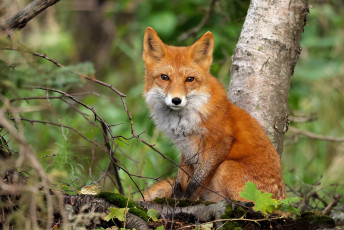 Картинка животные лисы лиса