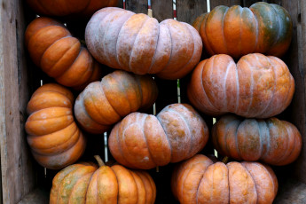 Картинка еда тыква тыквы