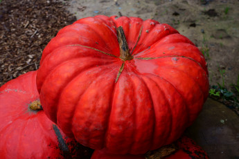 Картинка еда тыква тыквы