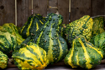 Картинка еда тыква тыквы