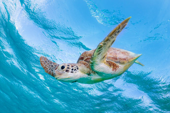 обоя животные, черепахи, черепаха