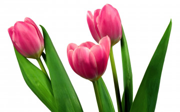 Картинка цветы тюльпаны розовые