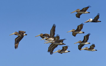 обоя животные, пеликаны, стая