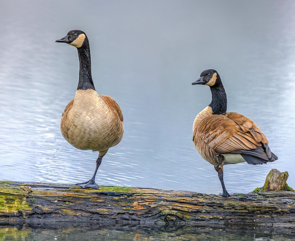 Обои картинки фото животные, гуси