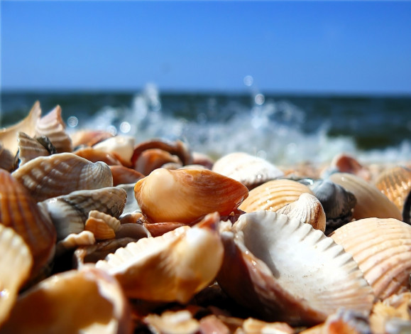 Обои картинки фото разное, ракушки,  кораллы,  декоративные и spa-камни, море