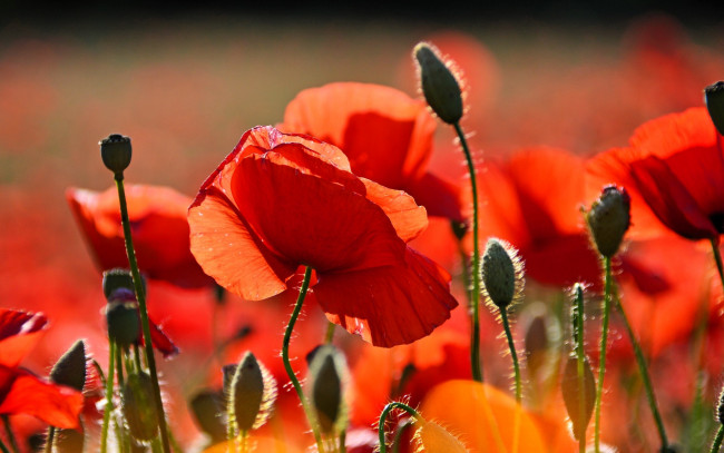 Обои картинки фото цветы, маки, красные, бутоны