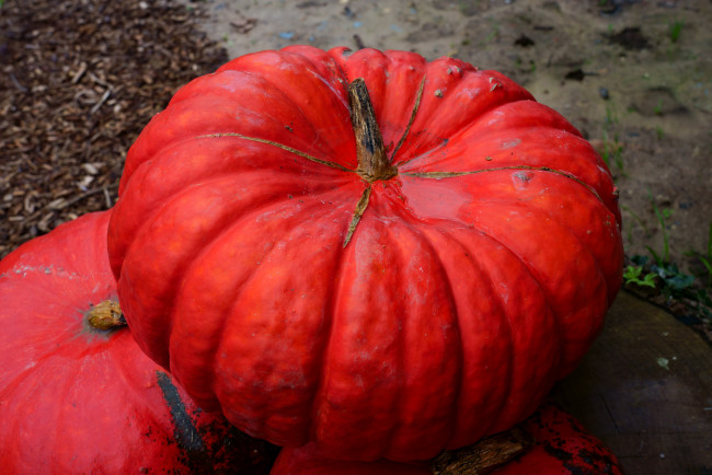 Обои картинки фото еда, тыква, тыквы