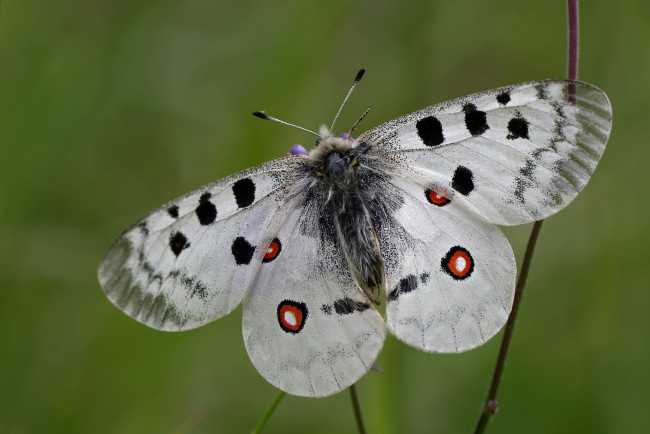 Обои картинки фото животные, бабочки,  мотыльки,  моли, бабочка