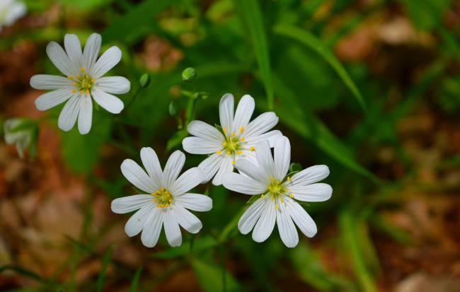 Обои картинки фото цветы, луговые , полевые,  цветы