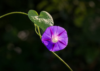 обоя цветы, вьюнки,  ипомеи, цветок
