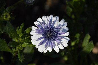 Картинка цветы остеоспермумы листья остеоспермум макро