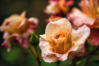 обоя цветы, розы, цветок