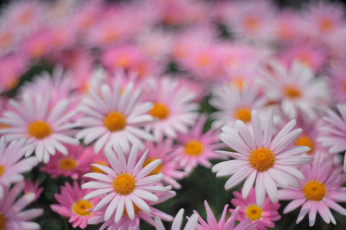 обоя цветы, ромашки, поле