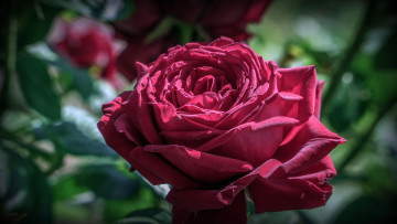 обоя цветы, розы, цветок