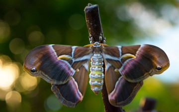 обоя животные, бабочки,  мотыльки,  моли, бабочка