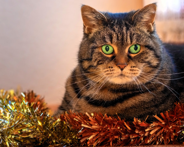 Обои картинки фото животные, коты, кот, мишура, новый, год