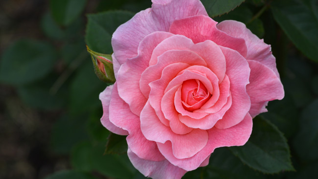 Обои картинки фото цветы, розы, розовая, роза, макро