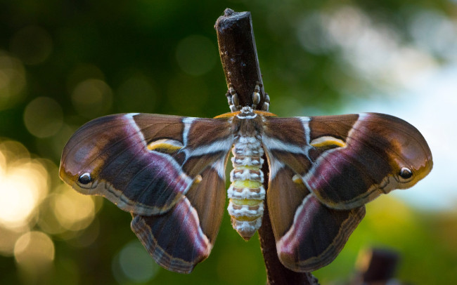 Обои картинки фото животные, бабочки,  мотыльки,  моли, бабочка