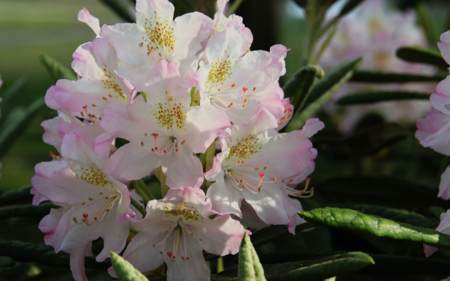Обои картинки фото цветы, рододендроны , азалии, белый, рододендрон, соцветие