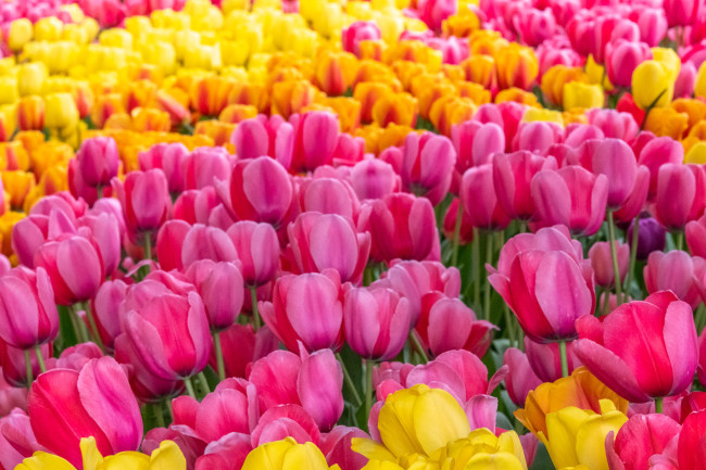 Обои картинки фото цветы, тюльпаны