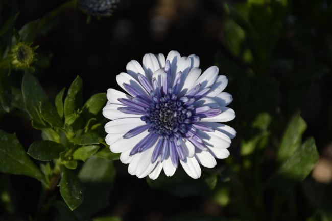 Обои картинки фото цветы, остеоспермумы, листья, остеоспермум, макро