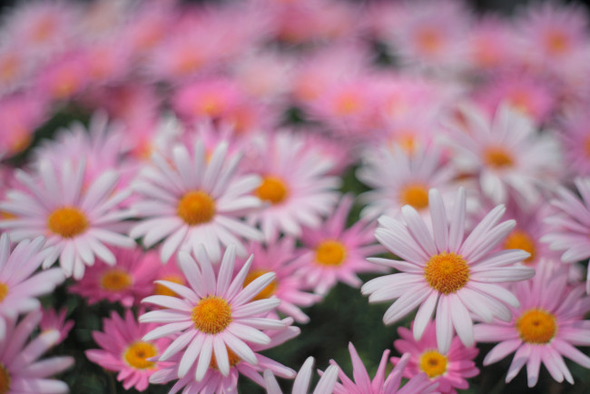 Обои картинки фото цветы, ромашки, поле