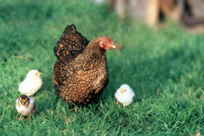Обои картинки фото животные, куры,  петухи, курица, циплята