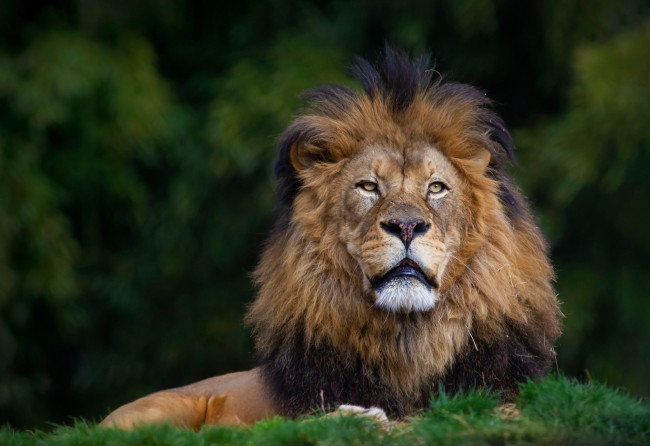 Обои картинки фото животные, львы, лев