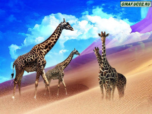 Картинка животные жирафы