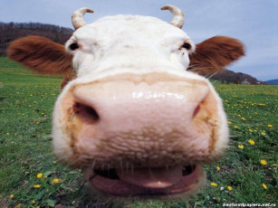 Картинка юмор приколы