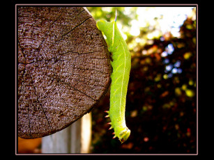 Картинка животные гусеницы