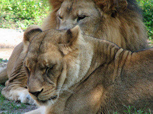Картинка животные львы