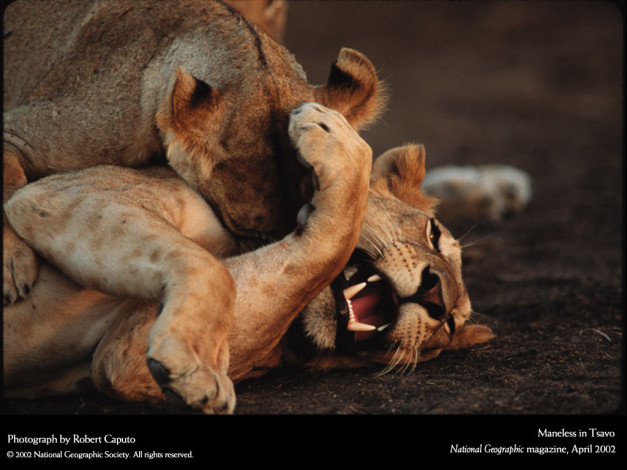 Обои картинки фото животные, львы