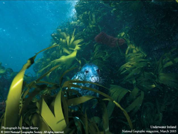 Обои картинки фото животные, тюлени, морские, львы, котики