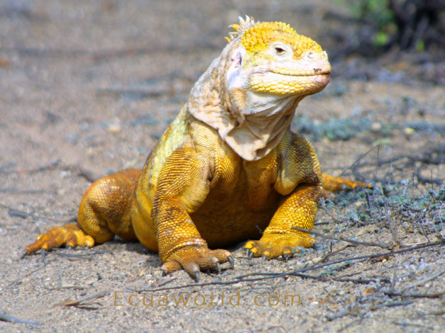 Обои картинки фото животные, Ящерицы, игуаны, вараны