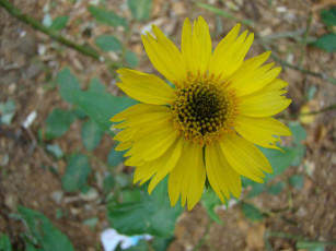 Картинка цветы гайлардии гелениумы