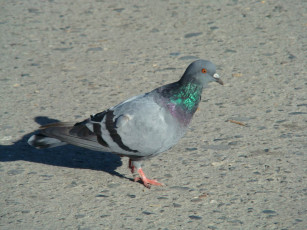 Картинка животные голуби