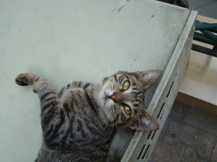 Картинка животные коты