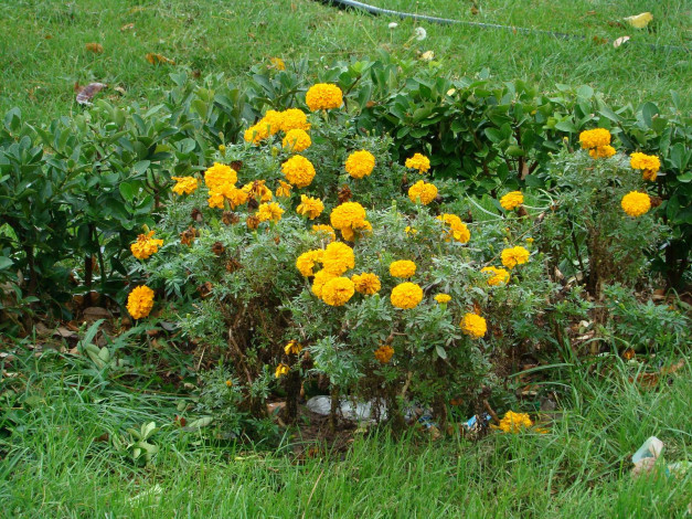 Обои картинки фото цветы, бархатцы