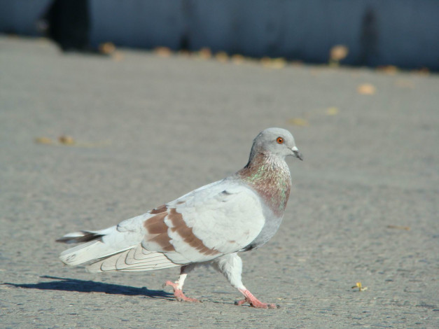Обои картинки фото животные, голуби