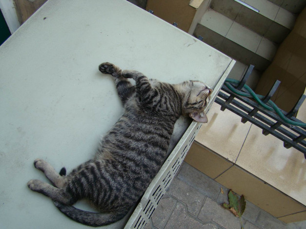 Обои картинки фото животные, коты