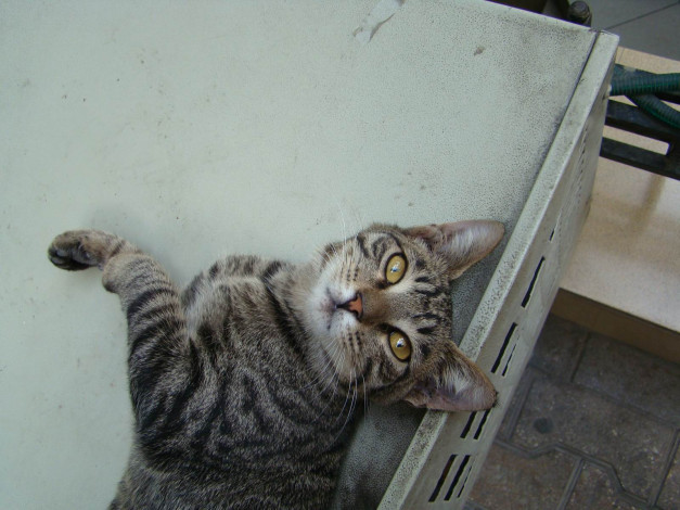 Обои картинки фото животные, коты