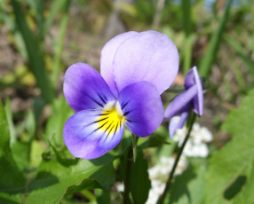 Картинка цветы фиалки