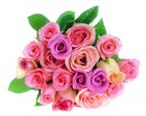 Картинка цветы розы