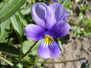 Картинка цветы фиалки